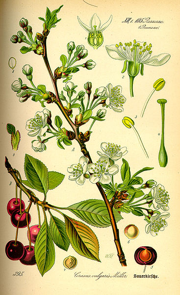 Marasca Cherries (Image from wikipedia)