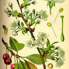 Marasca Cherries (Image from wikipedia)